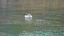 Egyptian Goose Dunking its head in water