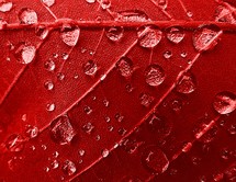 water droplets on a red leaf 