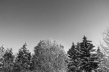 Snowy winter trees