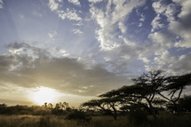 Ethiopian savanna