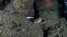 Blue Lobster in a Wreck in the night - Atlantic France