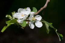 blooms in a spring orchard