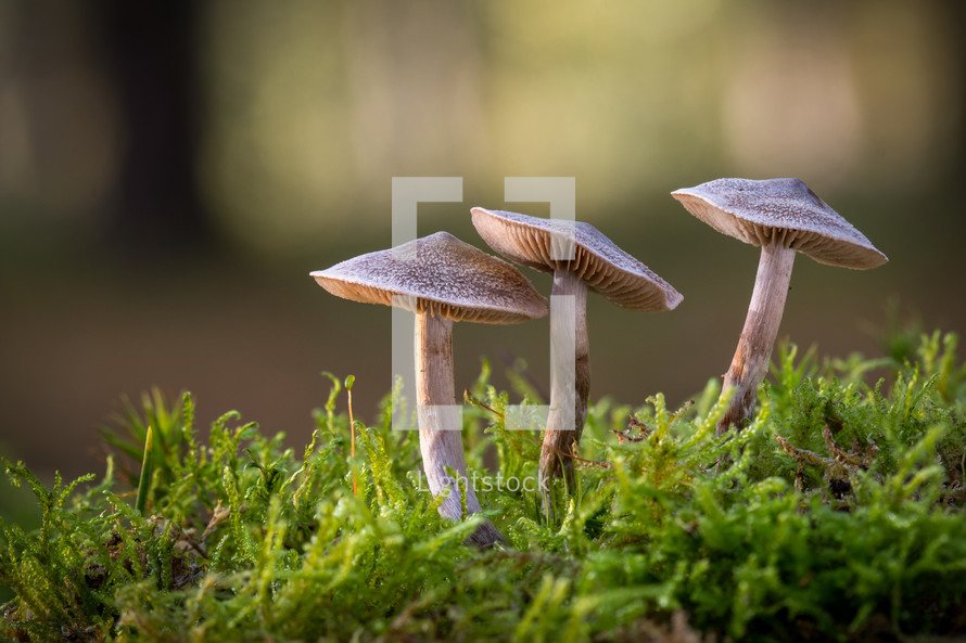 three brown mushrooms 