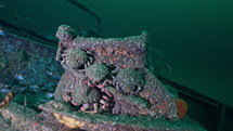 Big group of Common Spider Crab on a wreck in the night - Atlantic France