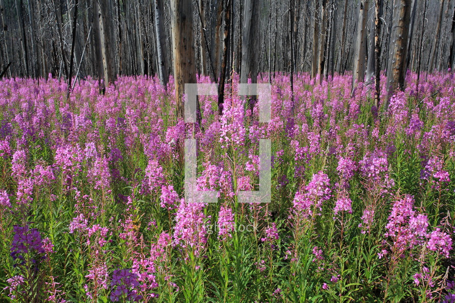fireweed wild flowers in a burnt forest