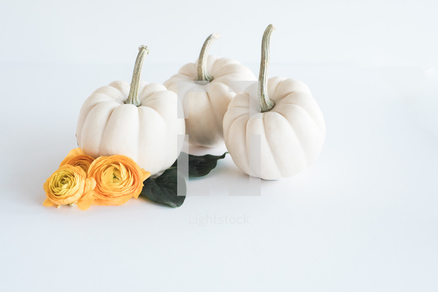 white pumpkins and yellow roses on a white background 