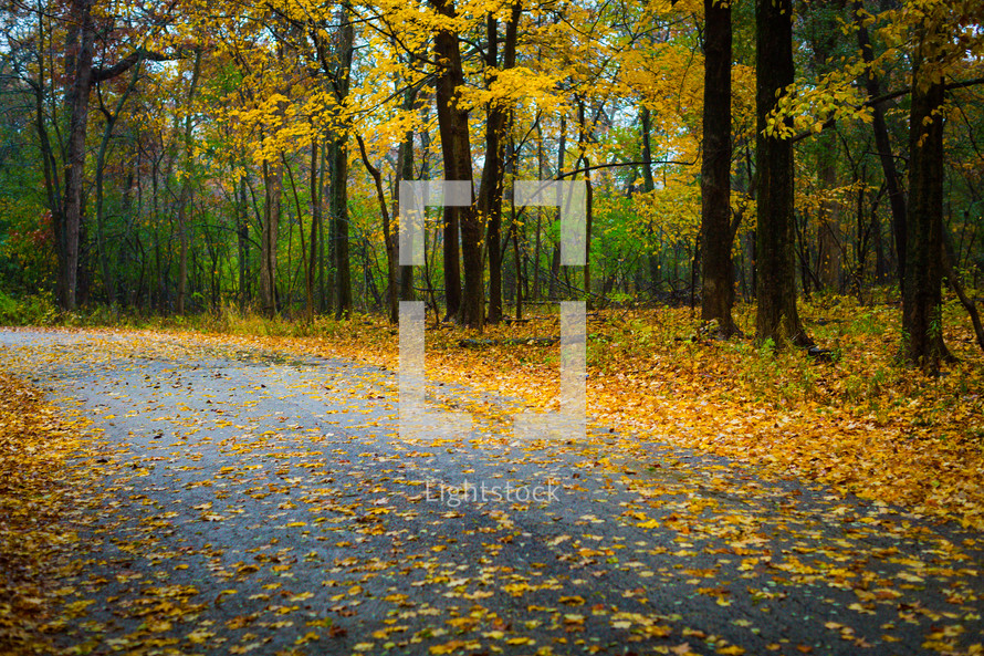 fall forest and wet rural road 