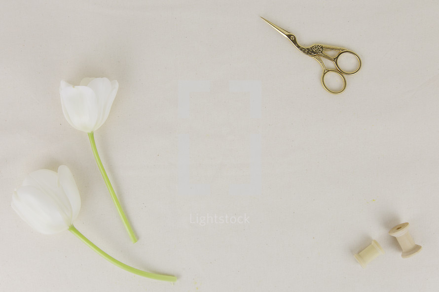 gold scissors, empty spool, white tulips on a white background 