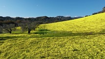 Yellow Infinite Field Hill And Olive Tree Cultivation