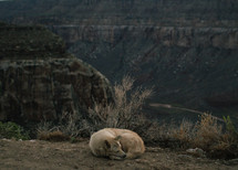 dog resting in front of the Grand Canyon 