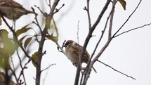 Sparrow birds resting on tree branches.