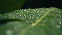 Tropical trees and plant life in the rainforest jungles of Costa Rica