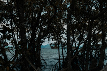 mangrove trees 