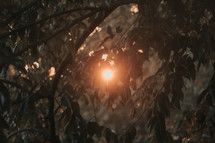 glowing sunburst through tree branches 