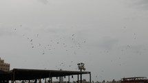 Large flock of birds flying over Old Dubai river.