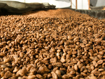 dried coffee beans 