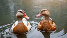 Two AI-generated ducks looking right at you with a beautiful lake and mountains behind them.