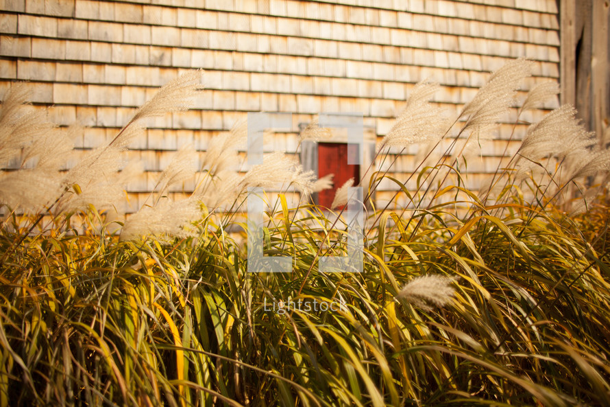 tall grasses in front of a house 