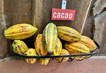 Ripe cocoa fruits. The cocoa beans are extracted from them and then toasted.