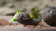moving snails 
