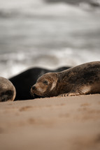 Young grey seal pup on a beach