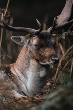 Male fallow deer stag close-up face and antlers