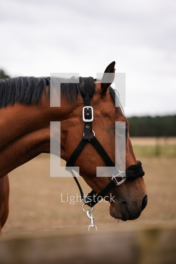 Brown horse wearing a head collar, stallion mare pony equestrian photo