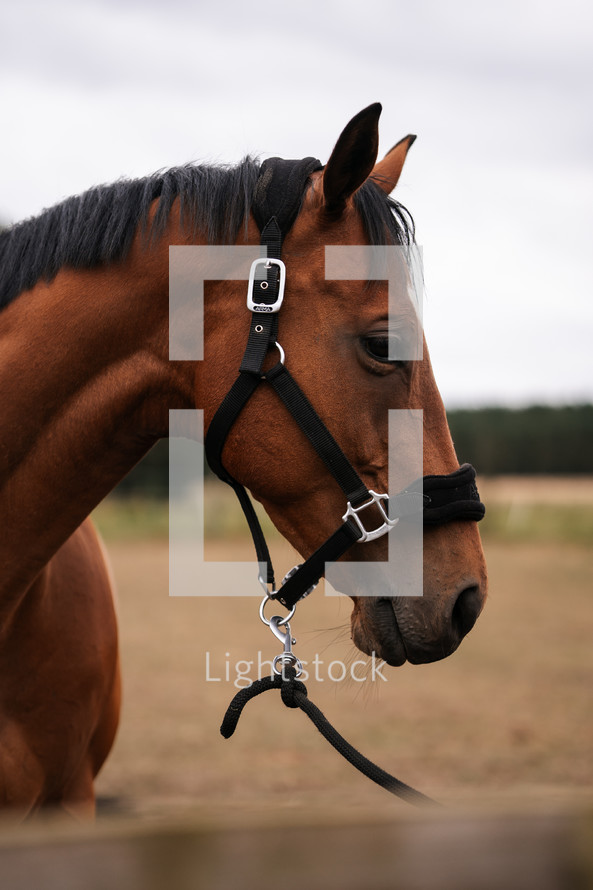 Brown horse wearing a head collar, stallion mare pony equestrian photo