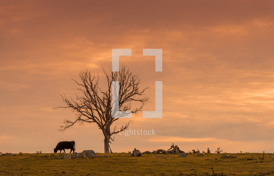 grazing cattle at sunset 