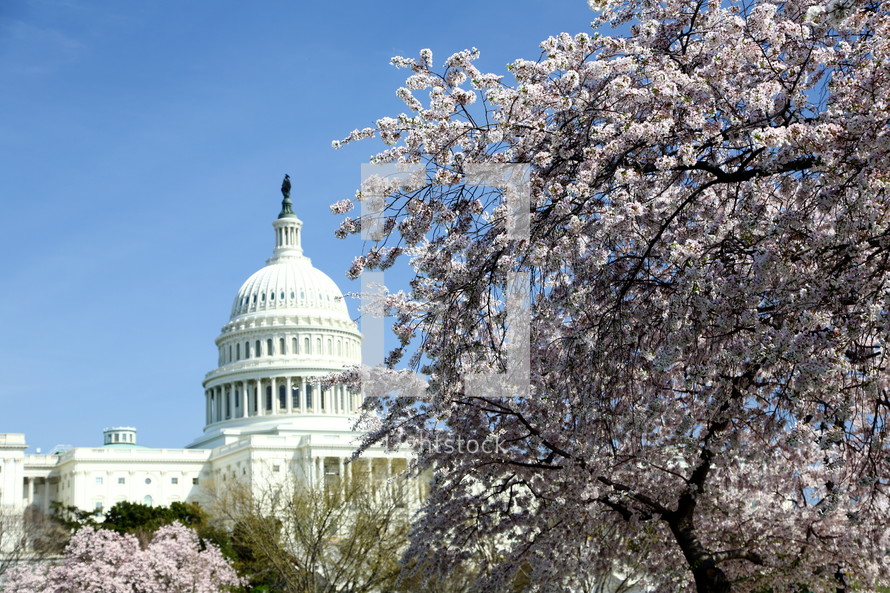 Capital building and cherry blossoms 