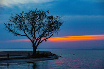 tree on a shore at sunset 