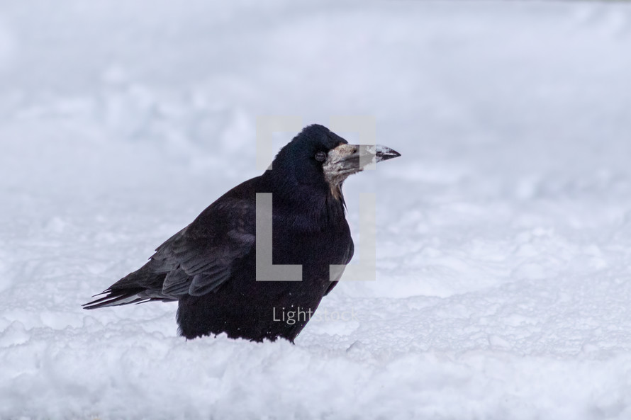 Crow Standing in the Snow, Ireland