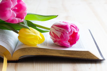 Bible with pink and yellow tulips on a wood background 