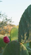 Prickly Pear Plant In Sicily Countryside