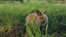 Cute Baby Rabbit walks through Grass Easter bunny