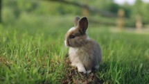 Baby Rabbit eating grass cute
