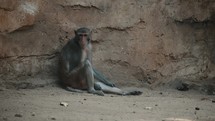 Rhesus Monkey Sitting On Rocky Ground In Wildlife Zoo - wide	