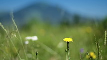 Dandelion on a meadow. Mountains in the distance.
