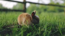 Cute Baby Rabbit walks through Grass Easter bunny