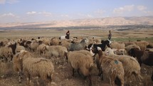 Shepherd With His Sheep, Mosul, Iraq, Middle East