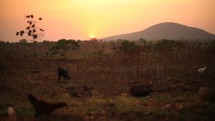 goats and chickens at sunset in Uganda 