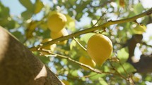 Lemon Tree Branches In South Italy