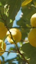 Yellow Lemon Fruit Of Taormina Countryside Cultivation In Sicily Island