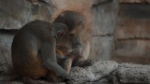 A Family Of Rhesus Monkey In Wildlife Zoo - slow motion	