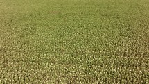 Overhead drone view showing a dense field of sunflowers