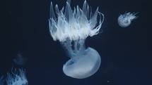 White jellyfish swimming in deep water