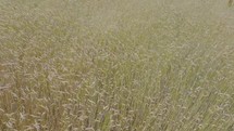 Drone footage over wheat crops with subtle movement from the breeze