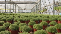 Large scale industrial greenhouse with thyme plants in pots