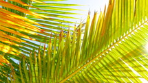 sunlight through palm trees 