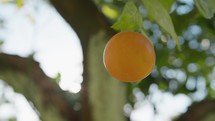 Spanish Orange Fruit In A Tree